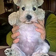 Snowball joined the competition — help win amazing prizes! puppy, dog, white_dog, fluffy, cute, pet, animal, indoor, person_holding, hands, paws, fur, curious, small_dog, sitting, close_up, portrait, domestic_animal, companion, young_dog
