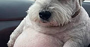 Snowball is registered to the contest to win money with this photo: dog, white_dog, fluffy, pet, car_interior, cute, round_belly, sitting, close_up, animal, domestic_animal, companion, fur, paw, nose, ears, window, daylight, looking_at_camera, adorable