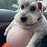 dog, white_dog, fluffy, pet, car_interior, cute, round_belly, sitting, close_up, animal, domestic_animal, companion, fur, paw, nose, ears, window, daylight, looking_at_camera, adorable
