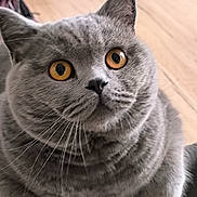 Victor a rejoint le concours — aidez-le/la à gagner de superbes lots ! adorable, amber_eyes, big_eyes, british_shorthair, cat, chubby, close_up, curious, ears, feline, gray_cat, indoor, nose, pet, plush_fur, portrait, round_face, sitting, whiskers, wooden_table