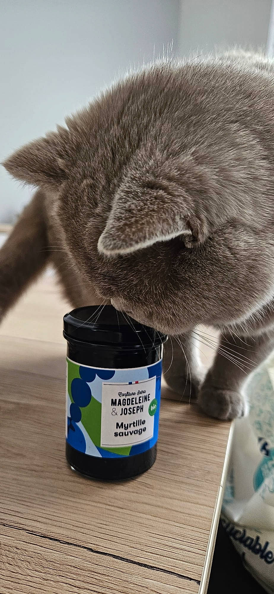 Ulysse a rejoint le concours — aidez-le/la à gagner de superbes lots ! carnivore, cat, claw, comfort_food, domestic_short_haired_cat, drink, drinkware, electric_blue, felidae, foot, fur, household_supply, human_leg, ingredient, liquid, small_to_medium_sized_cats, snout, tail, terrestrial_animal, whiskers