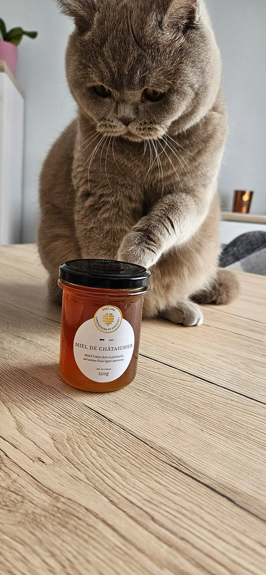 Ulysse participe au concours pour gagner de l'argent avec cette photo : animal_feed, box, carnivore, cat, cat_supply, cup, domestic_short_haired_cat, drinkware, felidae, fur, grey, hardwood, ingredient, pet_supply, serveware, small_to_medium_sized_cats, snout, tin, whiskers, wood