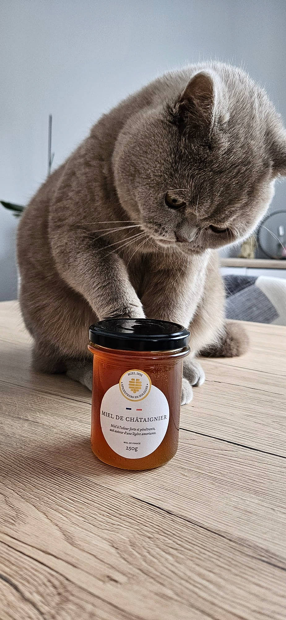 Ulysse a rejoint le concours — aidez-le/la à gagner de superbes lots ! carnivore, cat, cat_food, cat_supply, cup, domestic_short_haired_cat, drink, drinkware, felidae, food_storage_containers, grey, ingredient, mammal, pet_supply, russian_blue, serveware, small_to_medium_sized_cats, tail, tin, whiskers