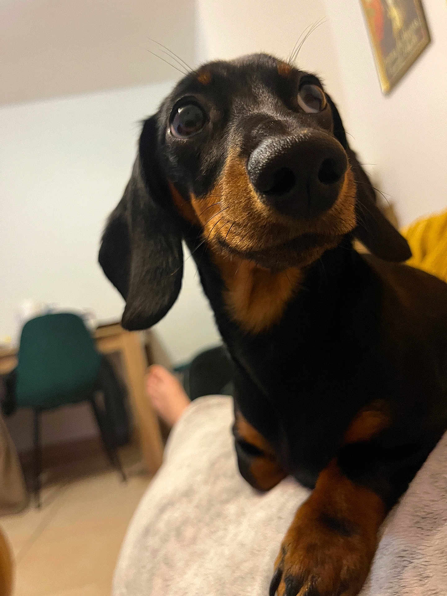 Suna participe au concours pour gagner de l'argent avec cette photo : dog, dachshund, pet, close_up, black_and_tan, indoor, furniture, chair, foot, nose, paw, animal, cute, curious, portrait, blurred_background, domestic, canine, friendly, companion