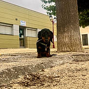 Suna a rejoint le concours — aidez-le/la à gagner de superbes lots ! dog, puppy, dachshund, tree, sand, building, outdoor, collar, leaf, curious, animal, pet, municipal, police, street, lamp_post, window, nature, ground, sidewalk