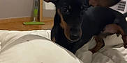 Suna a rejoint le concours — aidez-le/la à gagner de superbes lots ! dog, pet, black_dog, tan_markings, bed, blanket, indoor, mirror, mop, floor, cute, small_dog, ears, animal, domestic_animal, home, furniture, resting, looking, cozy