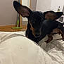 dog, pet, black_dog, tan_markings, bed, blanket, indoor, mirror, mop, floor, cute, small_dog, ears, animal, domestic_animal, home, furniture, resting, looking, cozy