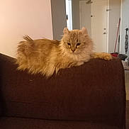 Willow is registered to the contest to win money with this photo: animal, cat, companion, couch, cozy, cute, domestic_animal, feline, fluffy, fur, furniture, home, household, indoor, living_room, mammal, orange_cat, pet, relaxed, resting