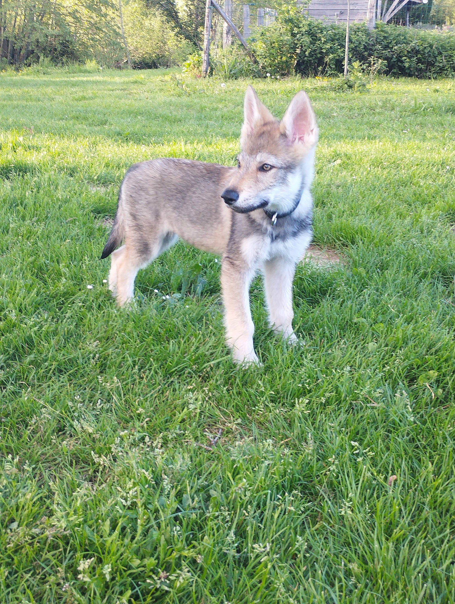Tokyo a rejoint le concours — aidez-le/la à gagner de superbes lots ! canidae, canis, carnivore, companion_dog, dog, dog_breed, fawn, fox, fur, grass, grassland, groundcover, lawn, plant, sporting_group, tail, terrestrial_animal, tree, wolf, working_animal