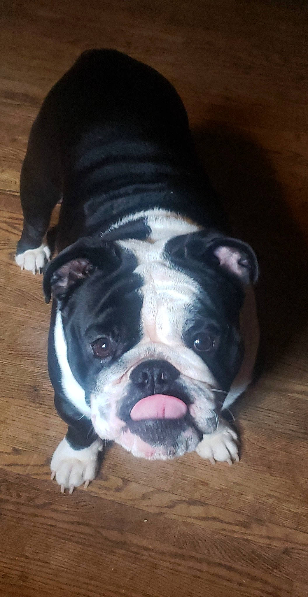 Hossy Boy joined the competition — help win amazing prizes! boston_terrier, bulldog, canidae, carnivore, collar, companion_dog, dog, dog_breed, dog_collar, fawn, fur, head, molosser, snout, sporting_group, terrestrial_animal, toy_dog, whiskers, wood, working_animal