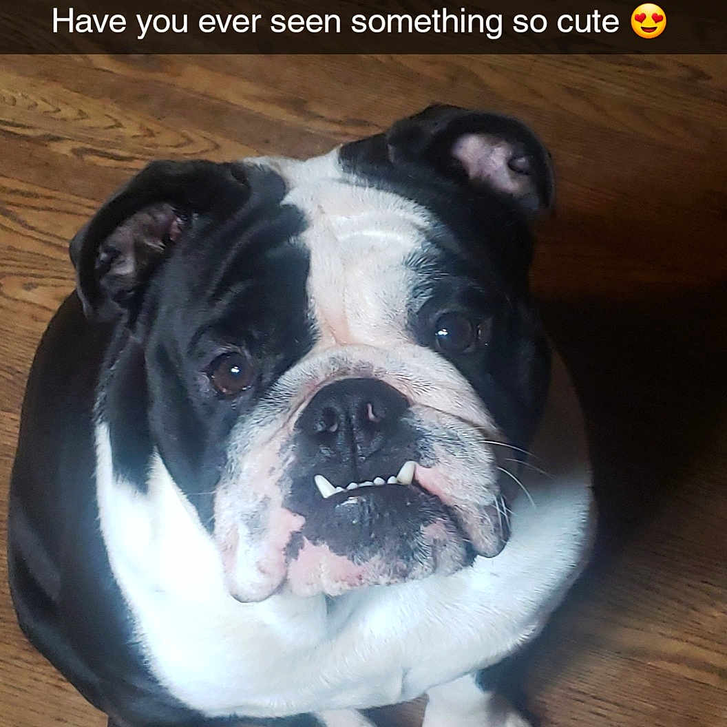 Hossy Boy is registered to the contest to win money with this photo: boston_terrier, bulldog, canidae, carnivore, companion_dog, dog, dog_breed, fawn, flash_photography, font, fur, hardwood, molosser, photo_caption, snout, sporting_group, terrestrial_animal, whiskers, wood, wrinkle