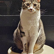 Velcro is registered to the contest to win money with this photo: cat, tabby, stool, sitting, whiskers, pet, animal, feline, indoor, curious, fur, ears, face, paws, looking, portrait, domestic, mammal, cute, alert