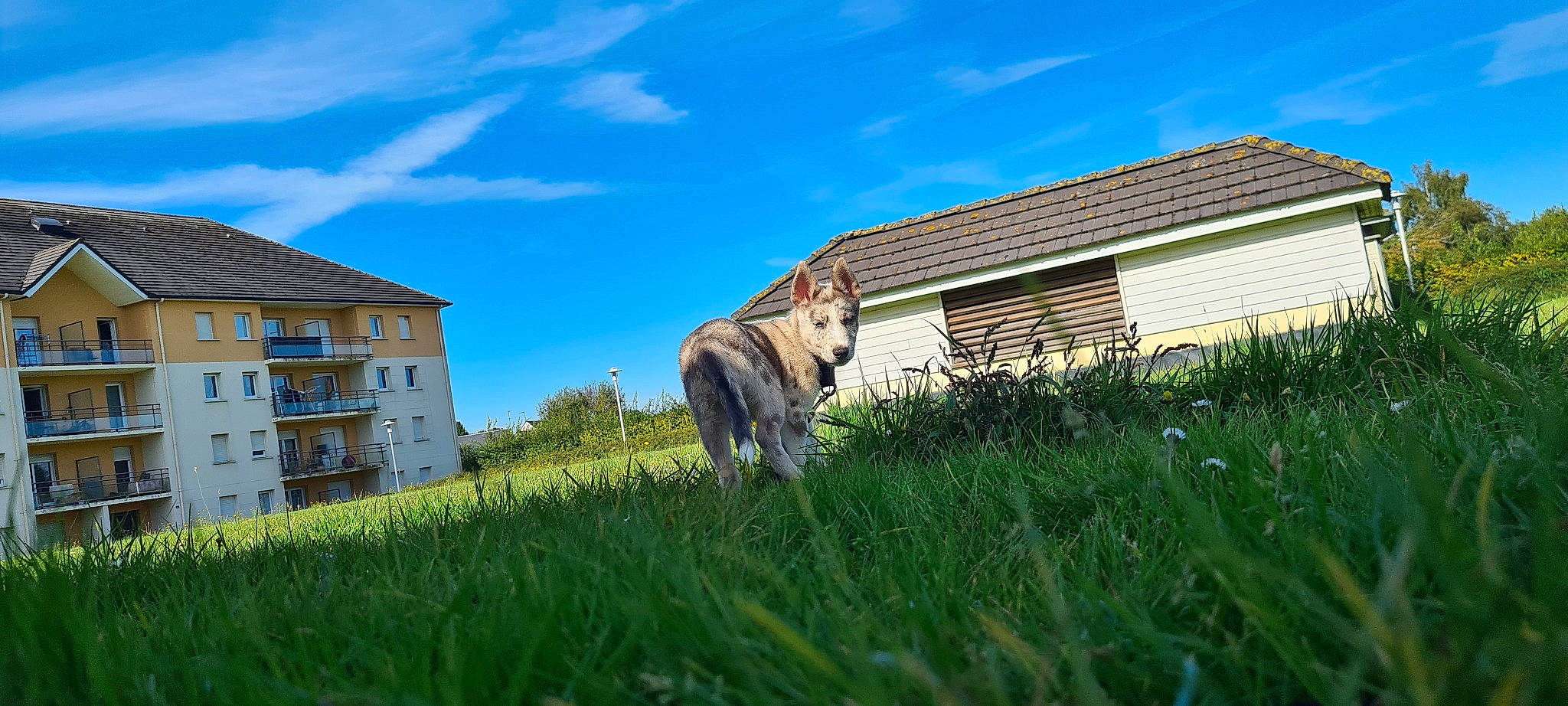 Umiko participe au concours pour gagner de l'argent avec cette photo : building, carnivore, cloud, cottage, dog, dog_breed, fawn, grass, grassland, house, land_lot, landscape, leisure, meadow, natural_landscape, plant, sky, window, wood, working_animal