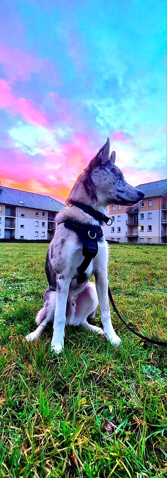 Umiko a rejoint le concours — aidez-le/la à gagner de superbes lots ! building, canidae, canis, carnivore, cloud, companion_dog, dog, dog_breed, dog_supply, fawn, grass, guard_dog, plant, sky, snout, sporting_group, tail, window, working_animal, working_dog