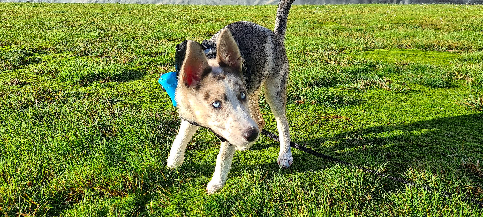 Umiko a rejoint le concours — aidez-le/la à gagner de superbes lots ! canidae, canis, carnivore, companion_dog, dog, dog_breed, grass, grassland, groundcover, pasture, plant, prairie, recreation, snout, terrestrial_animal, working_animal, working_dog