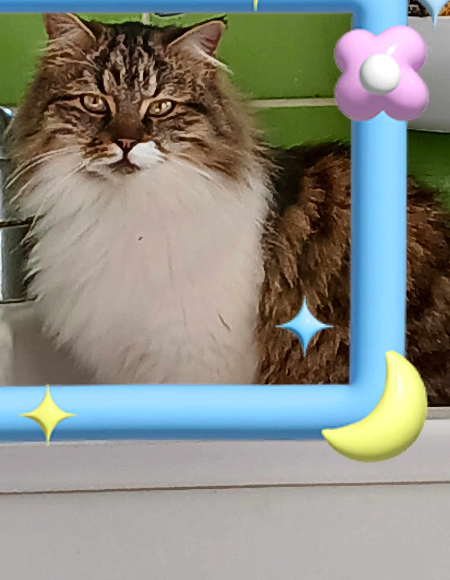 Olympe a rejoint le concours — aidez-le/la à gagner de superbes lots ! cat, fluffy, tabby, white_fur, long_hair, face, whiskers, ears, animal, pet, indoor, decorative_frame, blue_frame, star, flower, crescent_moon, green_background, close_up, portrait, cute