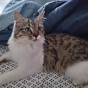 Olympe participe au concours pour gagner de l'argent avec cette photo : cat, tabby, feline, pet, bedspread, blanket, indoor, animal, fur, whiskers, ears, relaxed, domestic, patterned, cozy, resting, cute, mammal, soft, home