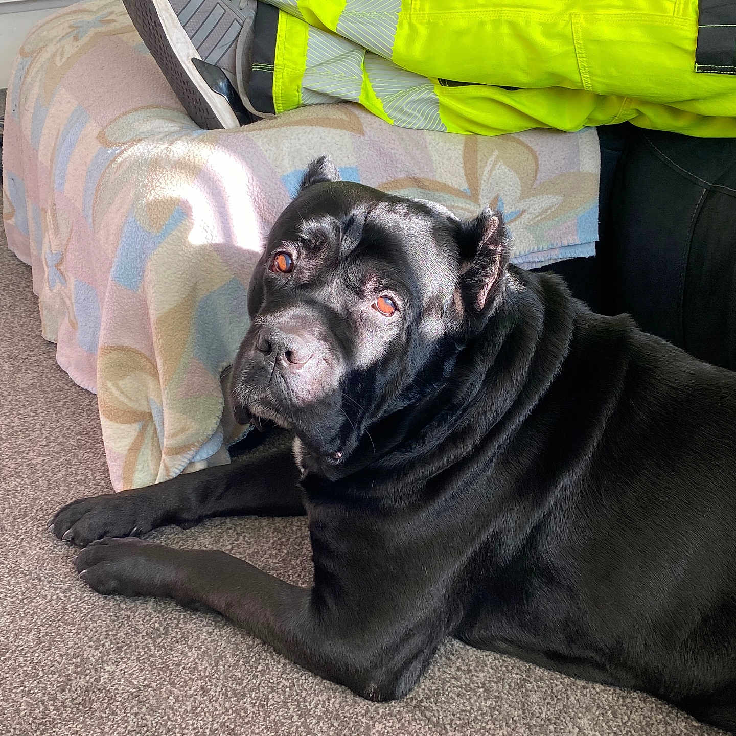 Bully is registered to the contest to win money with this photo: animal, blanket, boy, bulldog, canine, child, clothing, couch, dog, footwear, furniture, glove, indoors, interiordesign, male, person, pet, pug, puppy, shoe