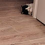animal, black_and_white, blur, cat, corner, door, door_frame, feline, floor, hidden, home, indoor, lying_down, partial_view, pet, quiet, resting, soft_focus, still_life, wood_floor