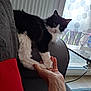 Shoupinette a rejoint le concours — aidez-le/la à gagner de superbes lots ! armrest, black_and_white, bracelet, cat, couch, feline, frosted_glass, fur, geometric_pattern, hand, human, indoor, interaction, living_room, natural_light, paw, pet, red_cushion, relaxing, window