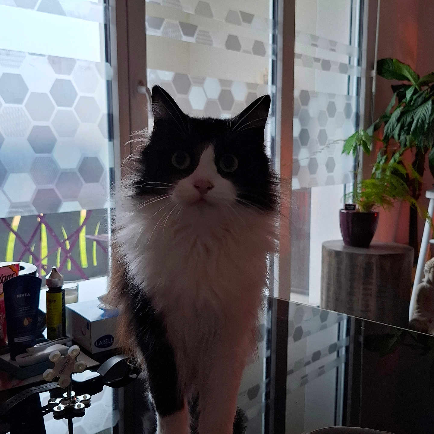 Shoupinette a rejoint le concours — aidez-le/la à gagner de superbes lots ! animal, architecture, box, building, cat, chair, cookware, flower, flowerarrangement, furniture, indoors, interiordesign, jar, livingroom, pet, plant, pot, pottedplant, pottery, room