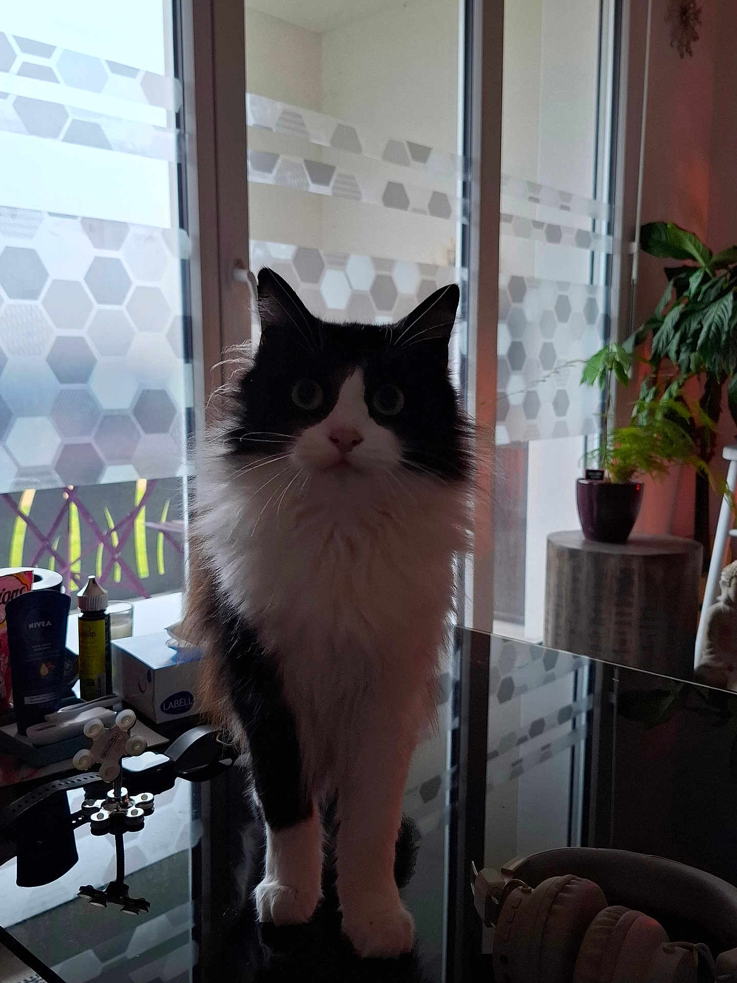 Shoupinette a rejoint le concours — aidez-le/la à gagner de superbes lots ! animal, architecture, box, building, cat, chair, cookware, flower, flowerarrangement, furniture, indoors, interiordesign, jar, livingroom, pet, plant, pot, pottedplant, pottery, room