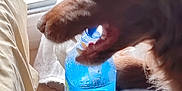Rocco participe au concours pour gagner de l'argent avec cette photo : dog, brown_dog, water_bottle, indoor, window, natural_light, pet, animal, playing, mouth_open, fur, floor, plastic_bottle, curtain, closeup, paw, toy, chewing, domestic_animal, house