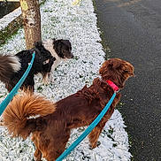 Rocco a rejoint le concours — aidez-le/la à gagner de superbes lots ! dog, leash, snow, grass, tree, road, outdoor, nature, pet, canal, walk, brown_dog, black_and_white_dog, collar, side_view, daylight, path, winter, animal, fur