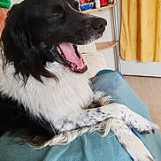 Nectar a rejoint le concours — aidez-le/la à gagner de superbes lots ! dog, black, white, speckled_paws, yawning, pet, indoor, blanket, furniture, curtains, shelf, relaxed, cozy, home, mouth_open, fur, animal, tongue, paw, resting
