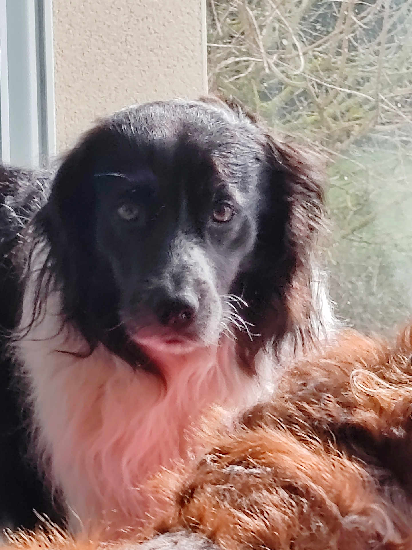 Nectar a rejoint le concours — aidez-le/la à gagner de superbes lots ! dog, black, white, fur, portrait, closeup, window, natural_light, indoor, pet, animal, face, looking, curly_fur, soft_light, cozy, expression, mammal, companion, domestic
