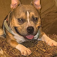 Papa is registered to the contest to win money with this photo: dog, pet, portrait, close_up, brown_fur, white_markings, upright_ears, tongue_out, happy, looking_at_camera, collar, front_paws, lying_down, blanket, couch, indoor, home, cozy, patterned_fabric, animal