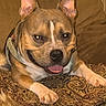 dog, pet, portrait, close_up, brown_fur, white_markings, upright_ears, tongue_out, happy, looking_at_camera, collar, front_paws, lying_down, blanket, couch, indoor, home, cozy, patterned_fabric, animal