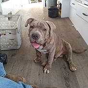 Hank joined the competition — help win amazing prizes! bag, cabinetry, carnivore, companion_dog, cupboard, denim, dog, dog_breed, dog_collar, fawn, floor, flooring, hardwood, home_appliance, kitchen_appliance, molosser, white, wood, working_animal, wrinkle