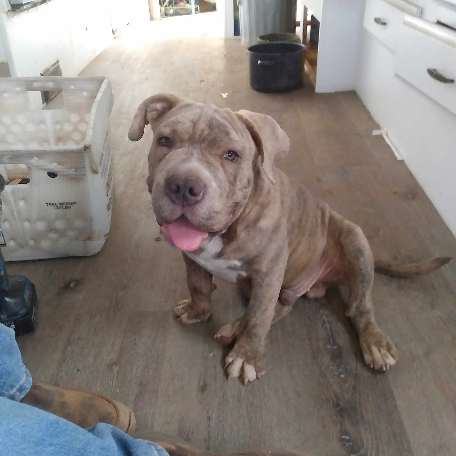 Hank