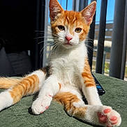 Carmine is registered to the contest to win money with this photo: cat, orange_tabby, white_fur, pet, animal, portrait, close_up, sitting, paws, pink_paw_pads, whiskers, ears, green_surface, window, balcony, indoor, natural_light, striped_fur, relaxed, cute