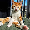 cat, orange_tabby, white_fur, pet, animal, portrait, close_up, sitting, paws, pink_paw_pads, whiskers, ears, green_surface, window, balcony, indoor, natural_light, striped_fur, relaxed, cute