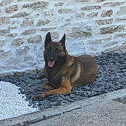 Rex a rejoint le concours — aidez-le/la à gagner de superbes lots ! dog, german_shepherd, resting, outdoor, stone_wall, slate_stones, white_pebbles, tongue_out, pet, animal, canine, relaxed, summer, daylight, patio, nature, friendly, companion, mammal, quiet