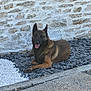 dog, german_shepherd, resting, outdoor, stone_wall, slate_stones, white_pebbles, tongue_out, pet, animal, canine, relaxed, summer, daylight, patio, nature, friendly, companion, mammal, quiet