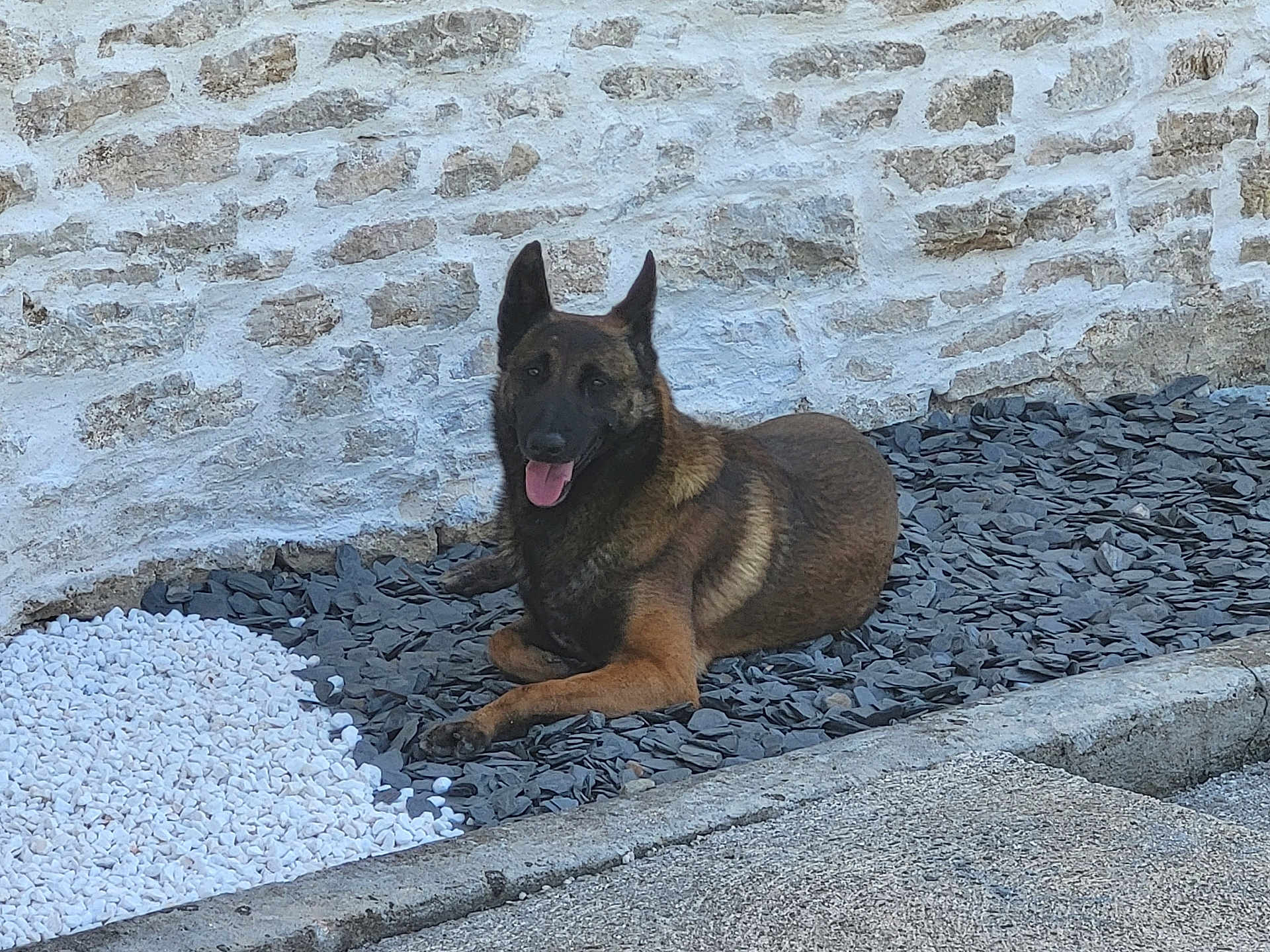 Rex a rejoint le concours — aidez-le/la à gagner de superbes lots ! dog, german_shepherd, resting, outdoor, stone_wall, slate_stones, white_pebbles, tongue_out, pet, animal, canine, relaxed, summer, daylight, patio, nature, friendly, companion, mammal, quiet