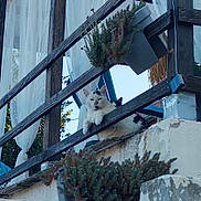 Snowbel participe au concours pour gagner de l'argent avec cette photo : cat, animal, pet, outdoor, balcony, wooden_railing, potted_plant, curtain, white_curtain, greenery, relaxed, resting, daylight, fence, architecture, nature, window, plant_pot, two_cats, black_and_white_cat