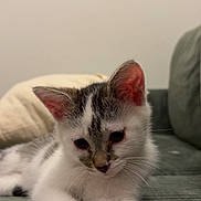 Milo a rejoint le concours — aidez-le/la à gagner de superbes lots ! kitten, cat, white_fur, gray_fur, pet, animal, indoor, relaxed, lying_down, close_up, soft_light, feline, cute, young, whiskers, ears, paws, couch, home, cozy