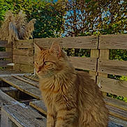Booba a rejoint le concours — aidez-le/la à gagner de superbes lots ! cat, orange_tabby, bench, wooden_bench, outdoor, greenery, blue_sky, sunlight, feline, pet, animal, nature, leafy, fluffy, sitting, calm, daytime, garden, peaceful, fur