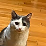Opie joined the competition — help win amazing prizes! cat, gray_cat, white_cat, pet, animal, feline, portrait, close_up, face, eyes, ears, whiskers, nose, indoors, wooden_background, wood_paneling, warm_lighting, looking_at_camera, sitting, cute