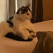 Opie joined the competition — help win amazing prizes! cat, cats, feline, white_cat, black_and_white, pet, animal, bed, bedroom, indoors, sleeping, lounging, sitting, paw, fur, whiskers, ears, cozy, warm_lighting, home