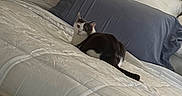 Opie is registered to the contest to win money with this photo: cat, kitten, black_and_white, pet, animal, face, eyes, ears, tail, bed, bedroom, bedding, pillows, blanket, comforter, headboard, furniture, indoors, lying_down, portrait