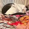 Opie is registered to the contest to win money with this photo: cat, black_and_white, sleeping, curled_up, pet, animal, feline, indoors, bed, blanket, bedding, cozy, relaxed, resting, closed_eyes, pink_nose, fur, home, nap, portrait