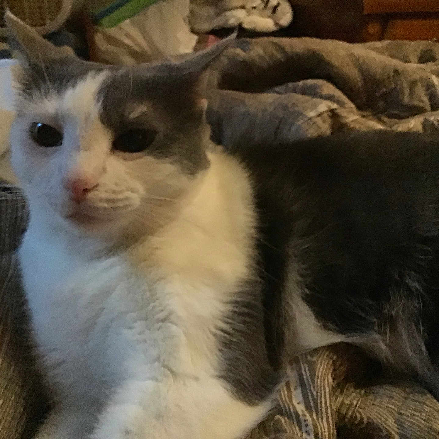 Opie