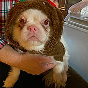 Skye is registered to the contest to win money with this photo: dog, puppy, pet, costume, furry, brown, white, wide_eyed, portrait, close_up, being_held, human, plaid_shirt, indoors, home, furniture, appliance, cute, funny, animal