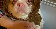 Skye Baby is registered to the contest to win money with this photo: dog, puppy, costume, reindeer_costume, brown_fur, white_fur, pet, animal, portrait, close_up, indoors, festive, holiday, christmas, antlers, red_accessory, human_hand, being_held, wooden_furniture, cute