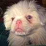 puppy, dog, white_fur, fluffy, pet, animal, close_up, portrait, face, pink_nose, brown_eyes, long_hair, serious_expression, indoors, phone_screenshot, gallery_interface, black_border, photography, cute, canine